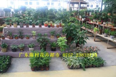 花卉租摆