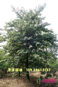 大福木棉
