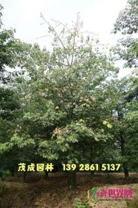 大福木棉