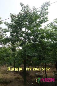 大腹木棉