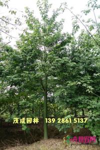 大腹木棉