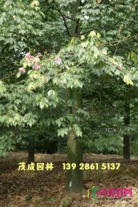 大福木棉