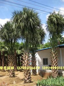 沙巴榈