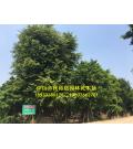 中山市民裕居园林花木场