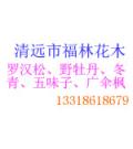 清远市福林花木