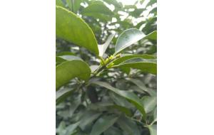 柑橘春季管理要点：壮花保果关键，病虫防治也不能落下