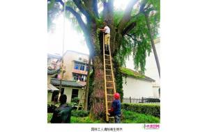 武汉：530岁古银杏遭4株小树寄生 园林部门紧急除树