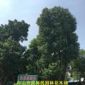多杆香樟