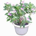 长春花