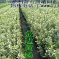 金边黄杨