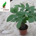 发财树