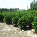 非洲茉莉
