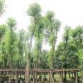 香樟
