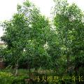 马大相思