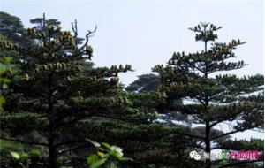 只分布在广西的“植物界熊猫” 被评估为“极危” 只分布在广西的“植物界熊猫” 被评估为“极危”