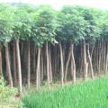 栾树