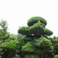 日本罗汉松