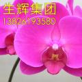 蝴蝶兰