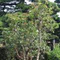 桂花