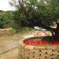 罗汉松