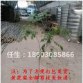 黄花梨