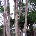 多宝树3