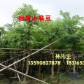 粉花山扁豆