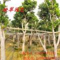 大树菠萝