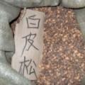 白皮松