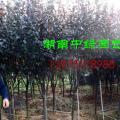 红叶李