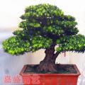 罗汉松盆景12