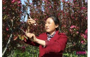 河南花木：光山种花木 致富全村