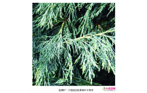 ‘柽柳叶’沙地柏前景看好