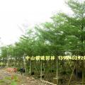 细叶榄仁