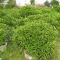 非洲茉莉