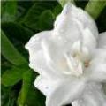 大叶栀子花