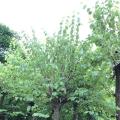 红花紫荆