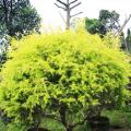 黄金香柳