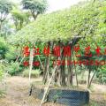 其它花坛花卉