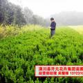 小叶黄杨