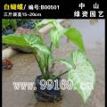 白蝴蝶