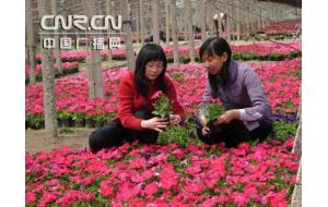 花卉缤纷迎\"五一\" 顺义北务鲜花采摘飨游人 
