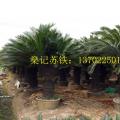 多头苏铁