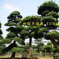 日本罗汉松