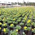 三色堇
