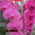 蝴蝶兰(红太阳)