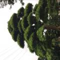 罗汉松