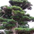日本罗汉松