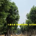 香樟树