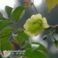 菜豆树